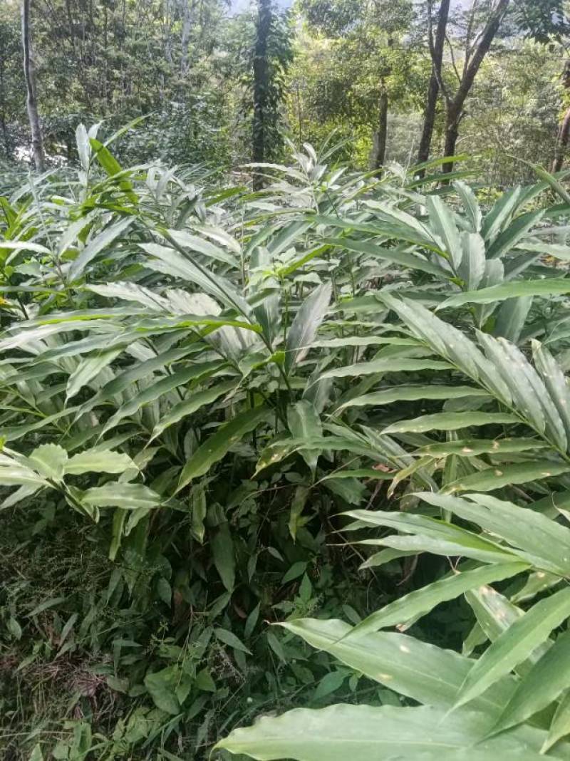 优质砂仁苗，助您轻松种植，香气四溢，增收致富的好选择！