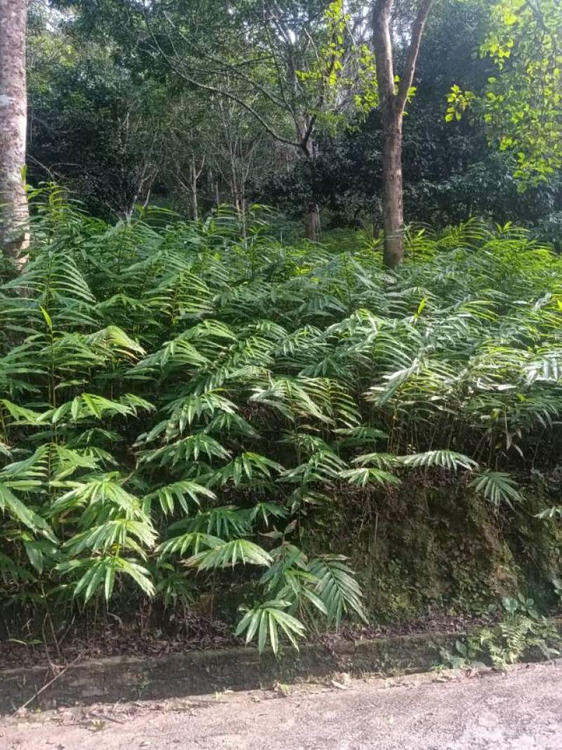 优质砂仁苗，助您轻松种植，香气四溢，增收致富的好选择！