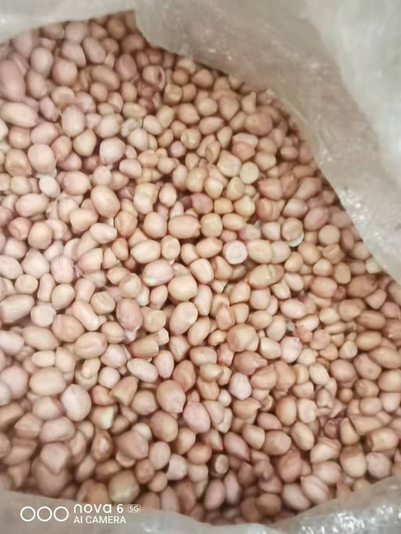 河南南阳花生米，大量出货，视频看货全国发货，电话联系