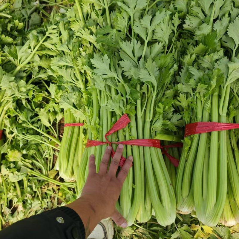 河南周口精品芹菜新鲜上市，货量充足视频看货，电话联系