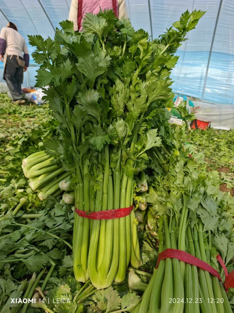 河南周口精品芹菜新鲜上市，货量充足视频看货，电话联系
