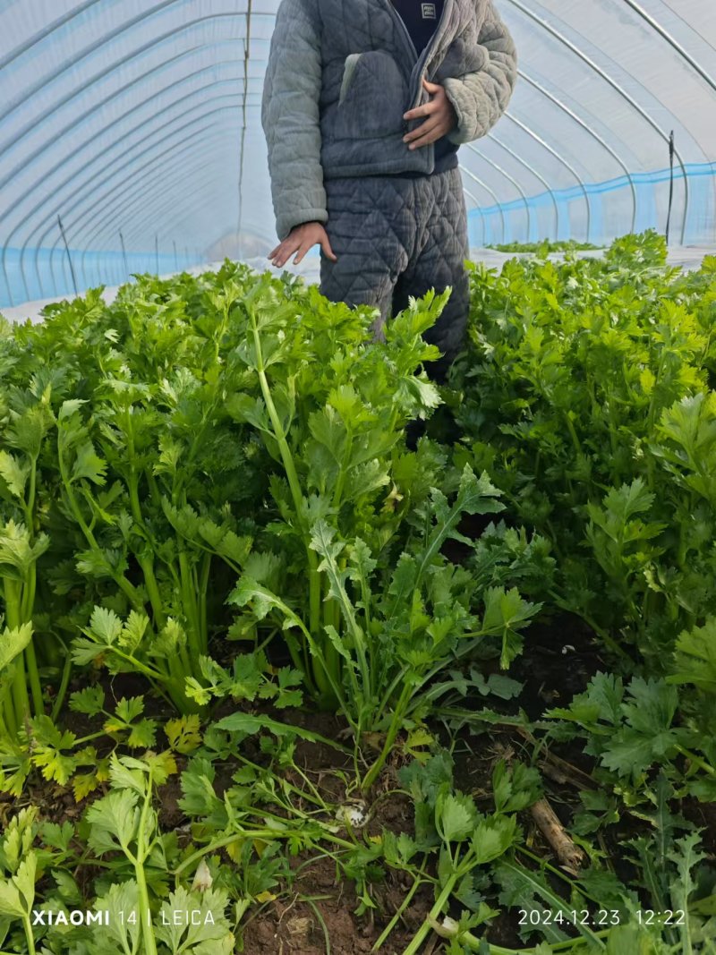 河南周口精品芹菜新鲜上市，货量充足视频看货，电话联系