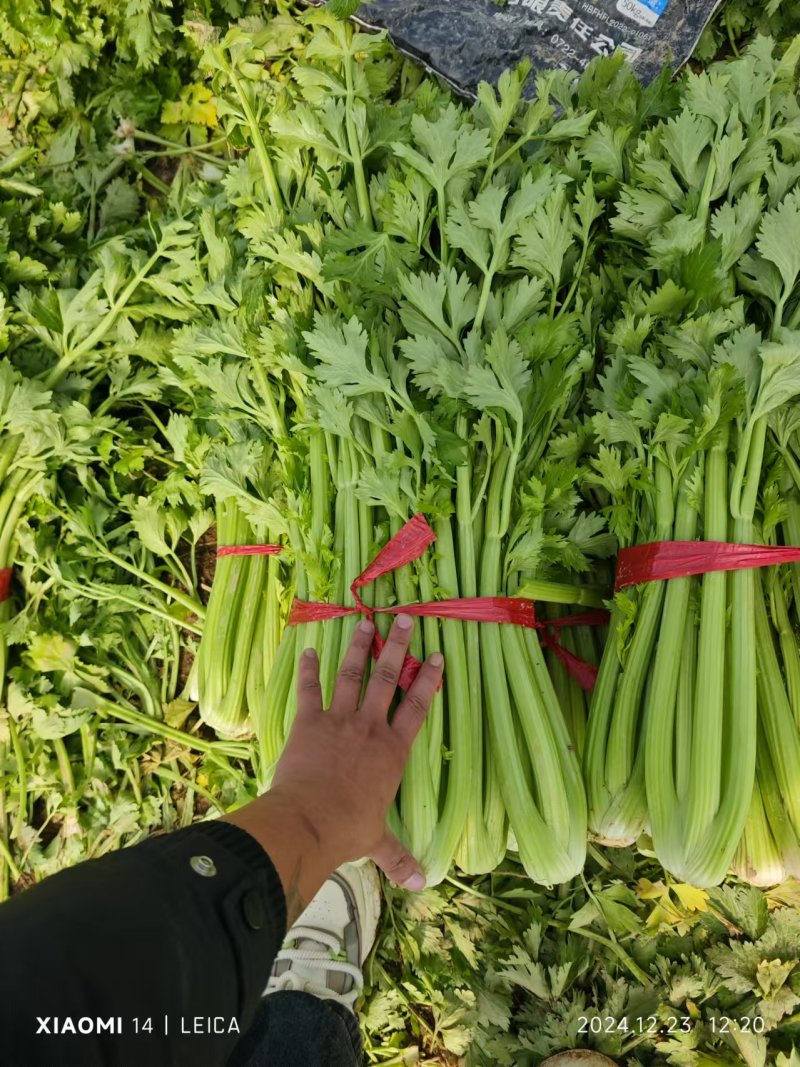 河南周口精品芹菜新鲜上市，货量充足视频看货，电话联系