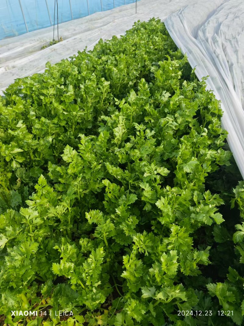 河南周口精品芹菜新鲜上市，货量充足视频看货，电话联系