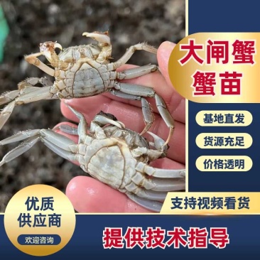 全母蟹苗淡水大闸蟹苗盘锦河蟹苗种苗鲜活小螃蟹