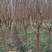 退田处理占地裸根紫薇3-5-6-8-10公分粗