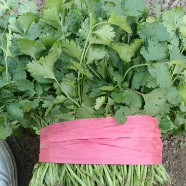 安徽精品大叶香菜大量供应，货源充足，量大从优。欢迎咨询。