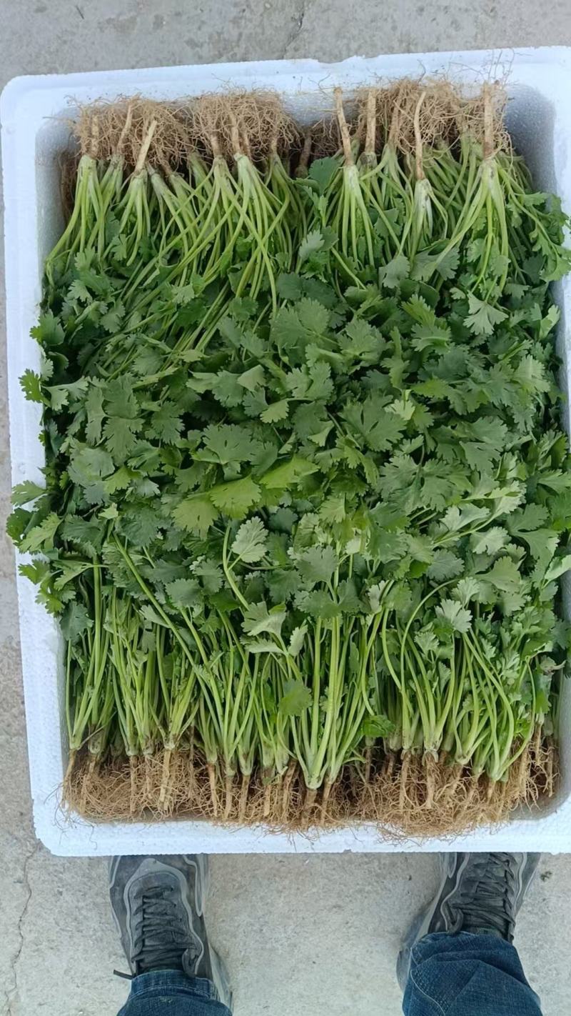 安徽精品大叶香菜大量供应，货源充足，量大从优。欢迎咨询。