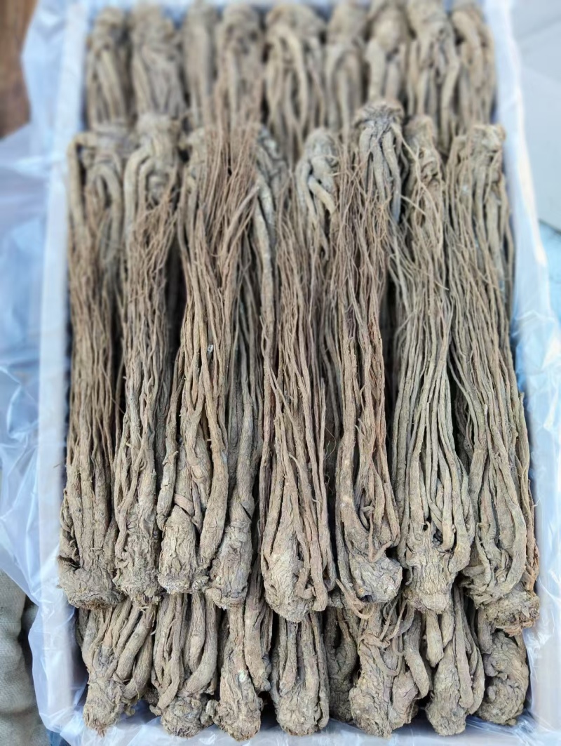 精选当归原产地直供随时有货