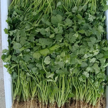 大叶香菜大量供应，货源充足，安徽产地直发，量大从优，保质