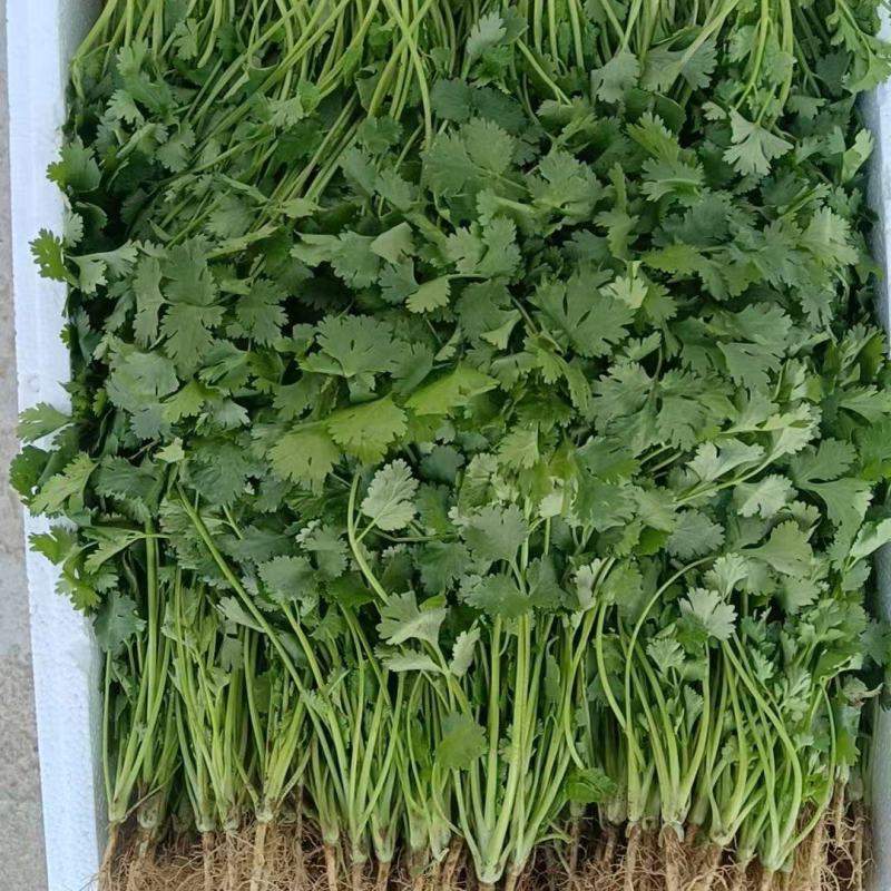 大叶香菜大量供应，货源充足，安徽产地直发，量大从优，保质