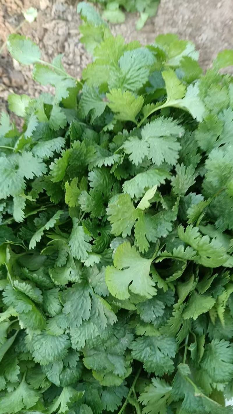 大叶香菜大量供应，货源充足，安徽产地直发，量大从优，保质