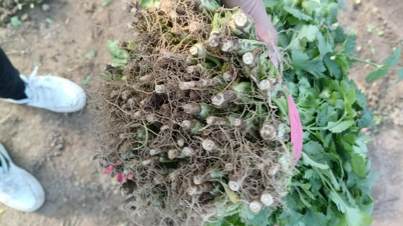 大叶香菜大量供应，货源充足，安徽产地直发，量大从优，保质