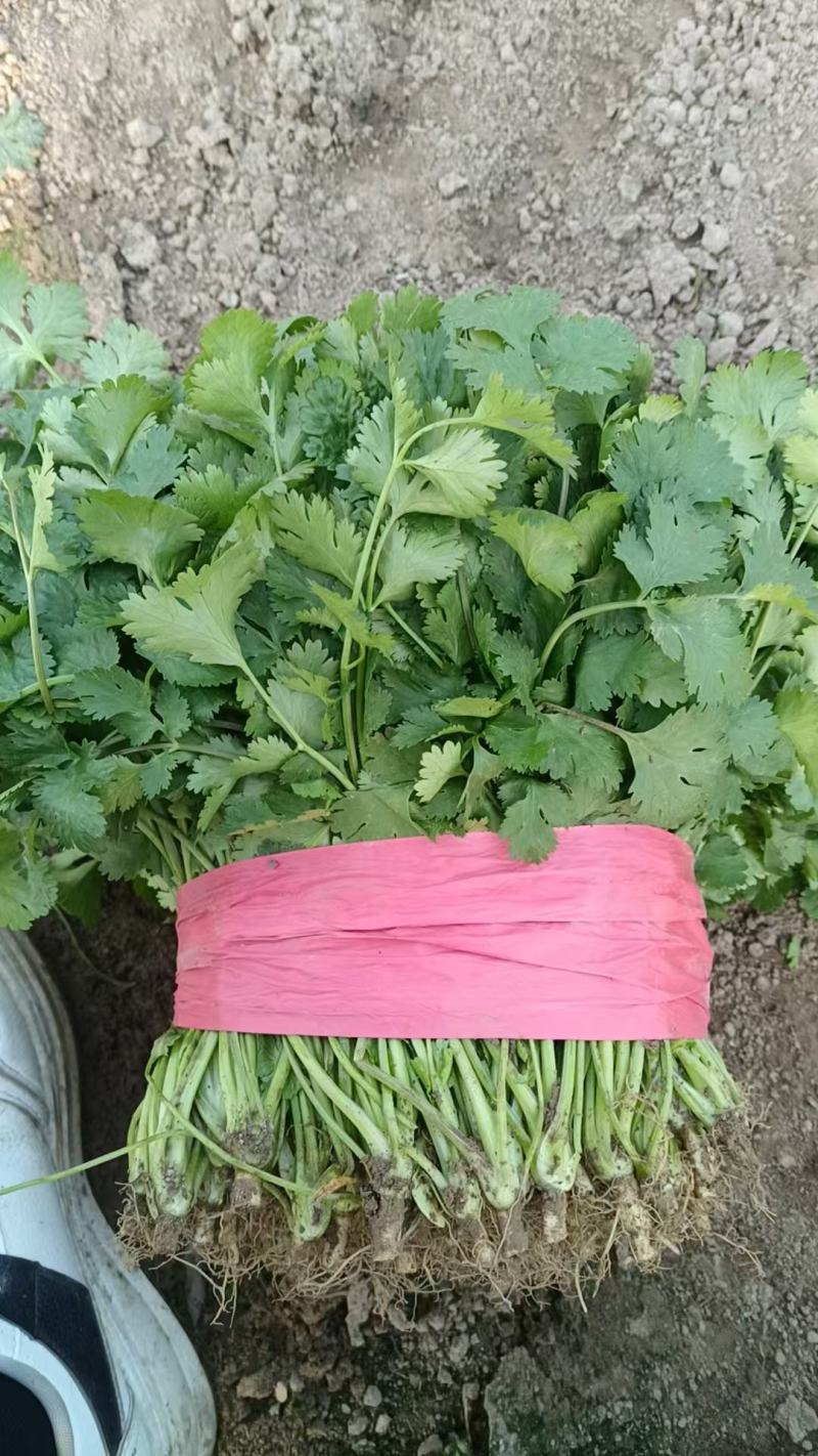 大叶香菜大量供应，货源充足，安徽产地直发，量大从优，保质