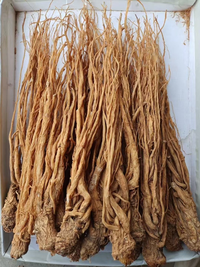 水洗黄当归批发零售产区直发保质保量供货视频看货