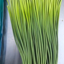 河北邯郸永年，白帽蒜苔。质量精品。长度。60至80厘米