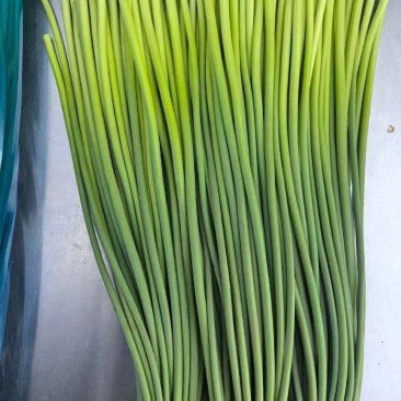 河北邯郸永年，白帽蒜苔。质量精品。长度。60至80厘米