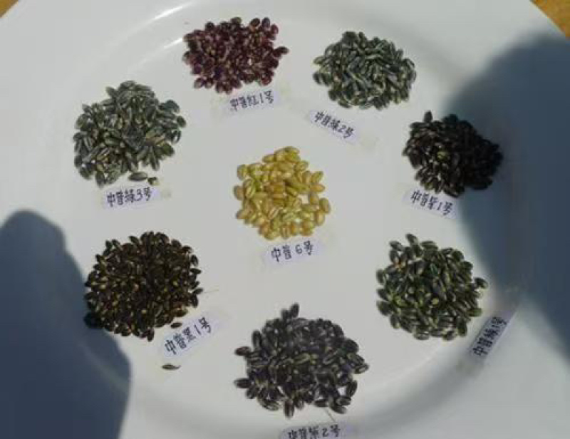 彩麦郎高筋彩色小麦粉，膳食纤维含量高，厂家直供，欢迎咨询