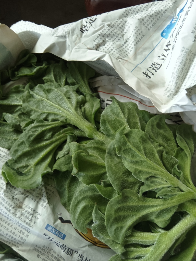 冰草，大量上市，产地直发，货量充足，欢迎采购，