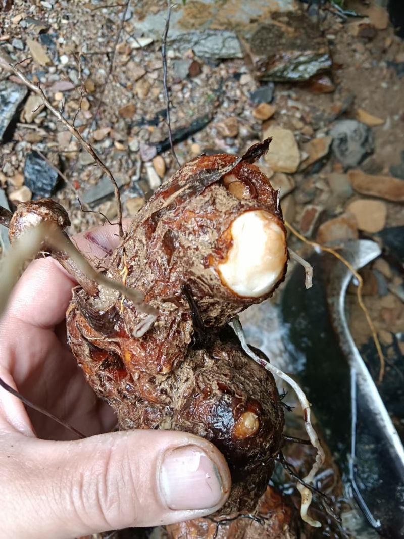 土茯苓自产自销价格美丽随时有货