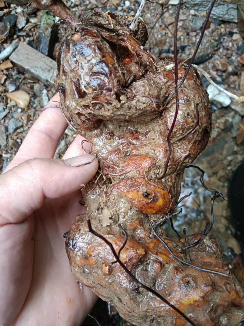 土茯苓自产自销价格美丽随时有货
