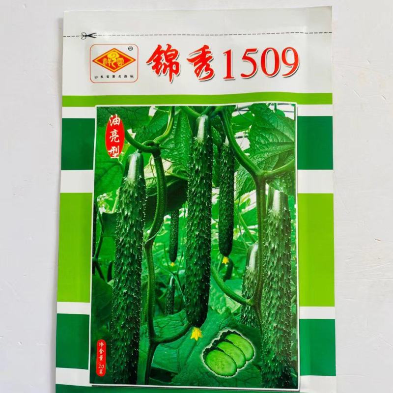 锦秀1509油亮型黄瓜种子高产耐寒抗病性好,瓜肉绿色蜜刺