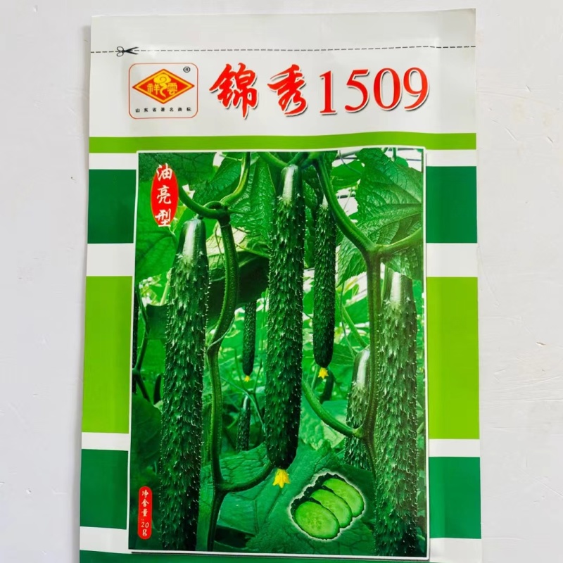 锦秀1509油亮型黄瓜种子高产耐寒抗病性好,瓜肉绿色蜜刺