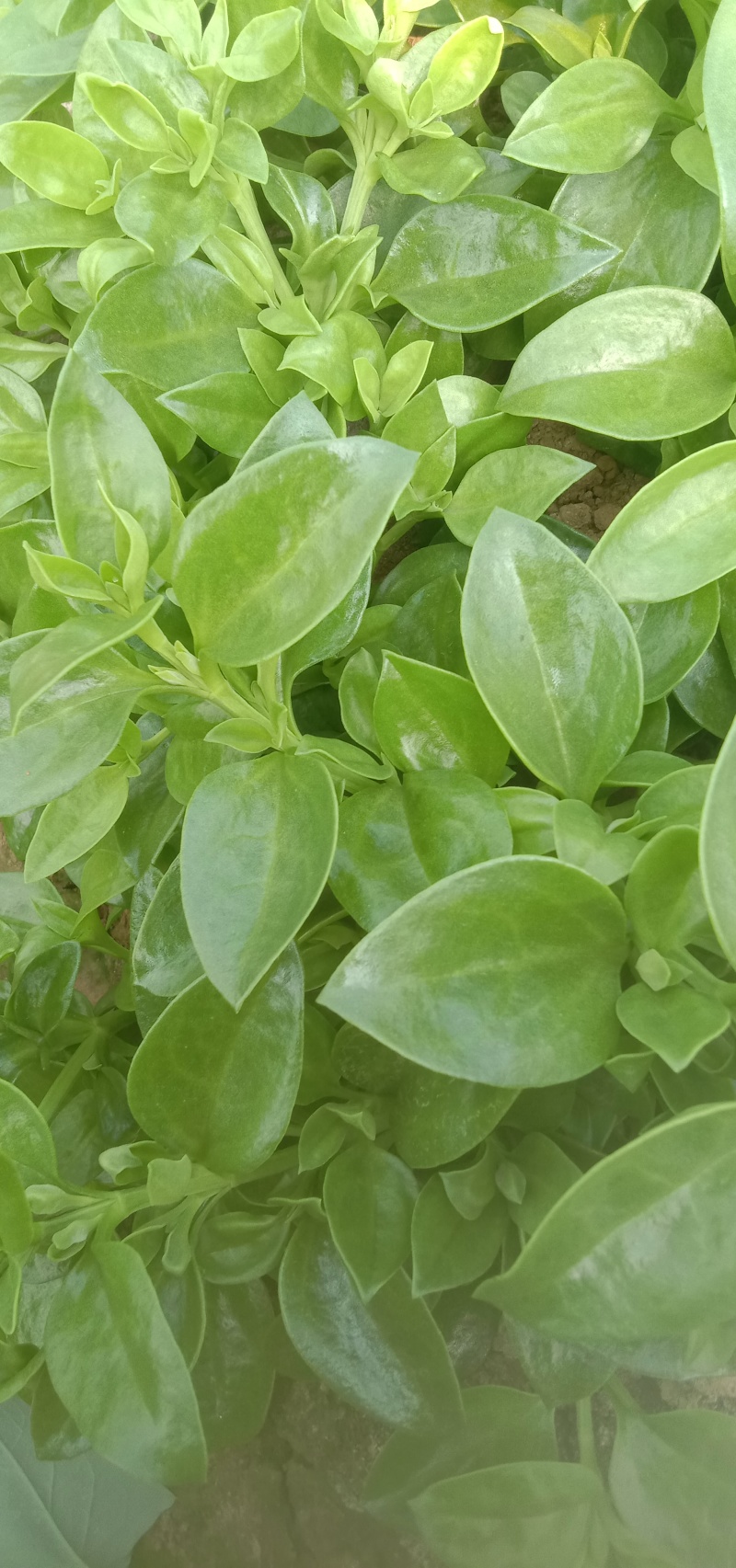 甜七菜，穿心莲，大量上市，货量充足，