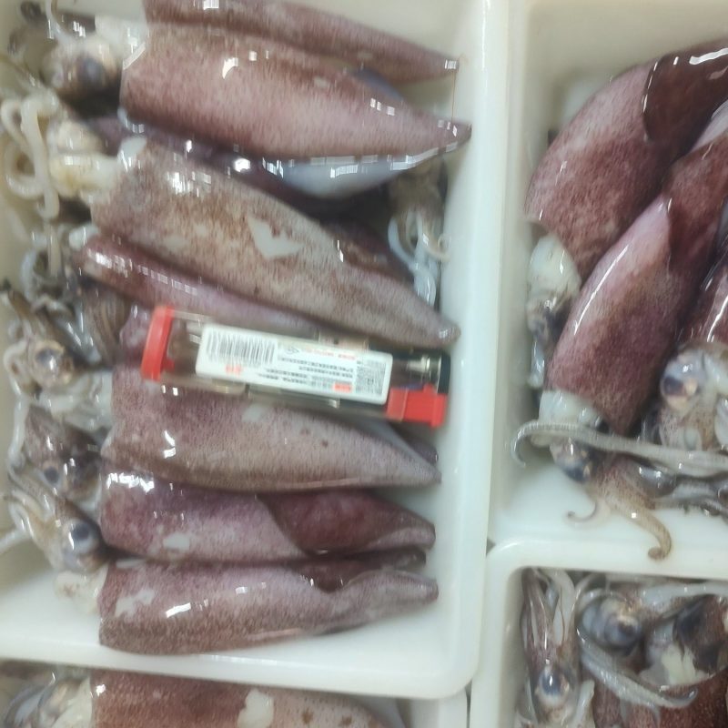 灯光鱿红鱿去墨