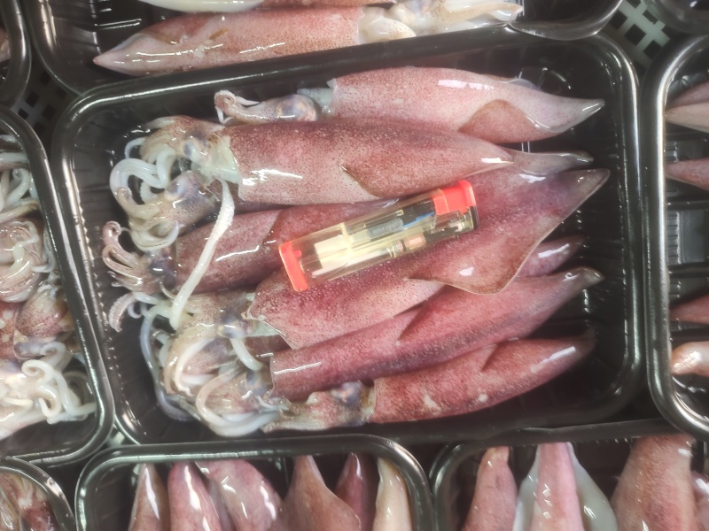 灯光鱿红鱿去墨