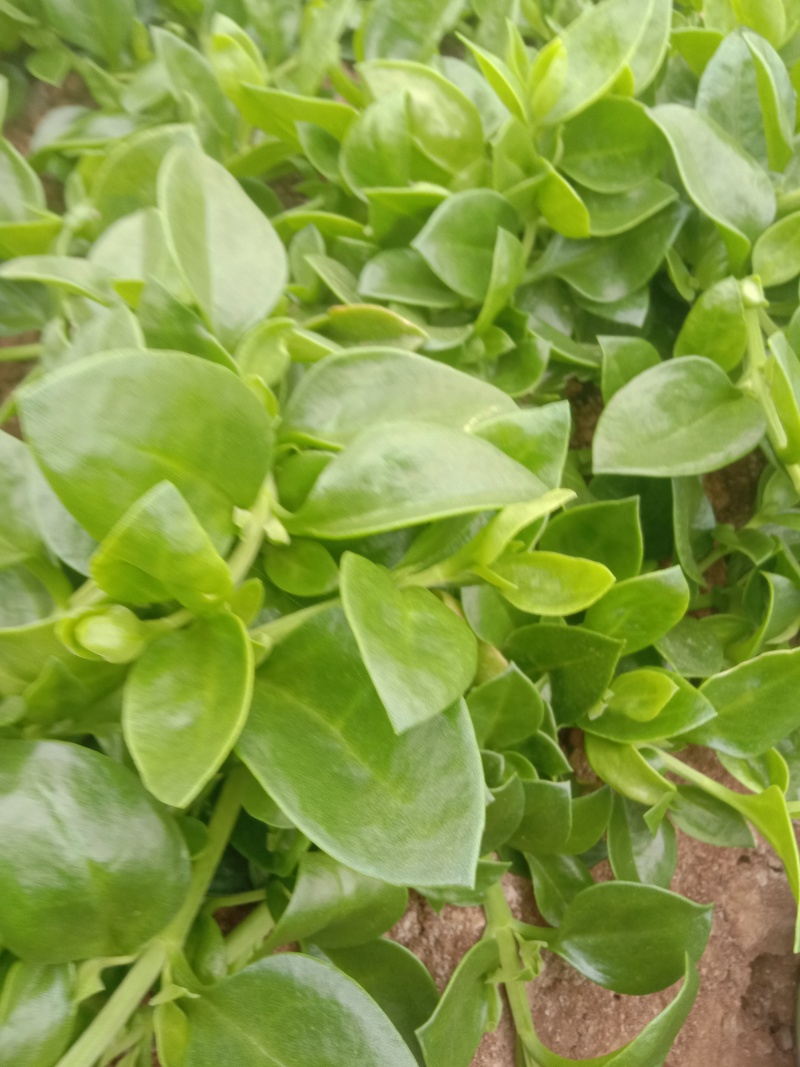 甜七菜，穿心莲，大量上市，货量充足，