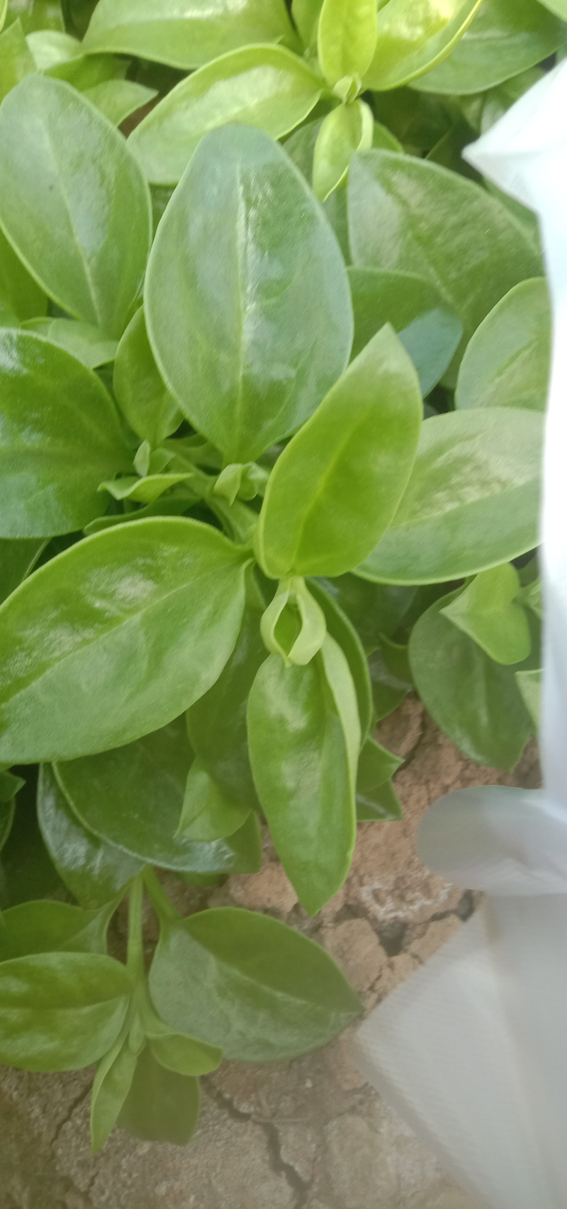 甜七菜，穿心莲，大量上市，货量充足，