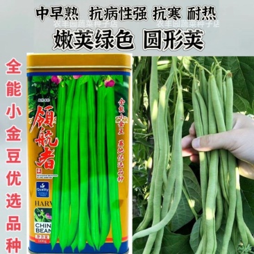 领航者四季豆种子全能小金豆耐寒抗热中早熟菜豆蔬菜