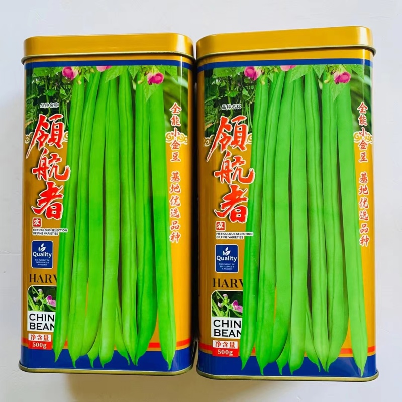 领航者四季豆种子全能小金豆耐寒抗热中早熟菜豆蔬菜