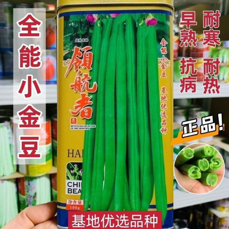 领航者四季豆种子全能小金豆耐寒抗热中早熟菜豆蔬菜