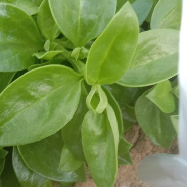甜七菜，穿心莲，大量上市，货量充足，
