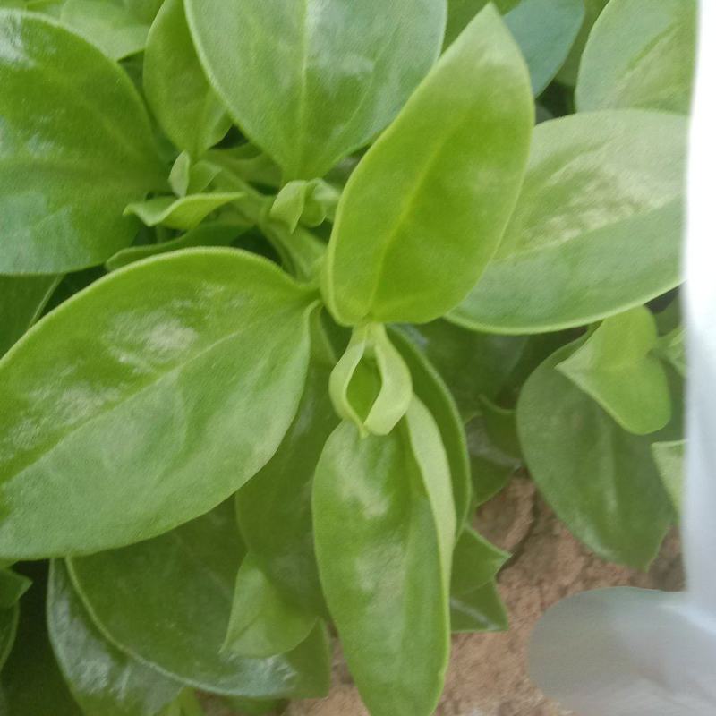 甜七菜，穿心莲，大量上市，货量充足，