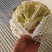 河北菜花大量供应乳白小米粒80花量大从优