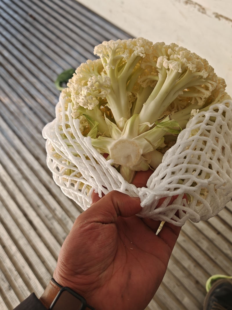 河北菜花大量供应乳白小米粒80花量大从优