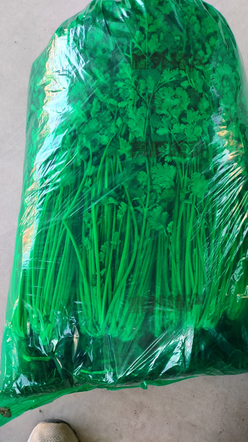 精品香菜