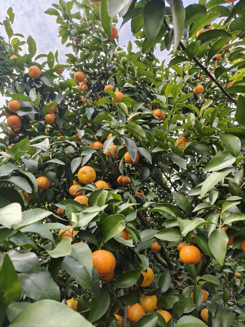 【推荐】广西砂糖橘大量上市产地直发规格齐全欢迎联系
