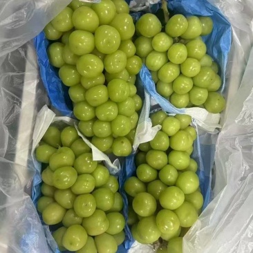 阳光玫瑰河北阳光玫瑰大量供应中现摘现发颗粒大品质保障