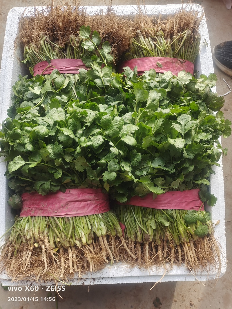 河南大叶香菜大量有货，一手货源，诚信经营，可视频看货