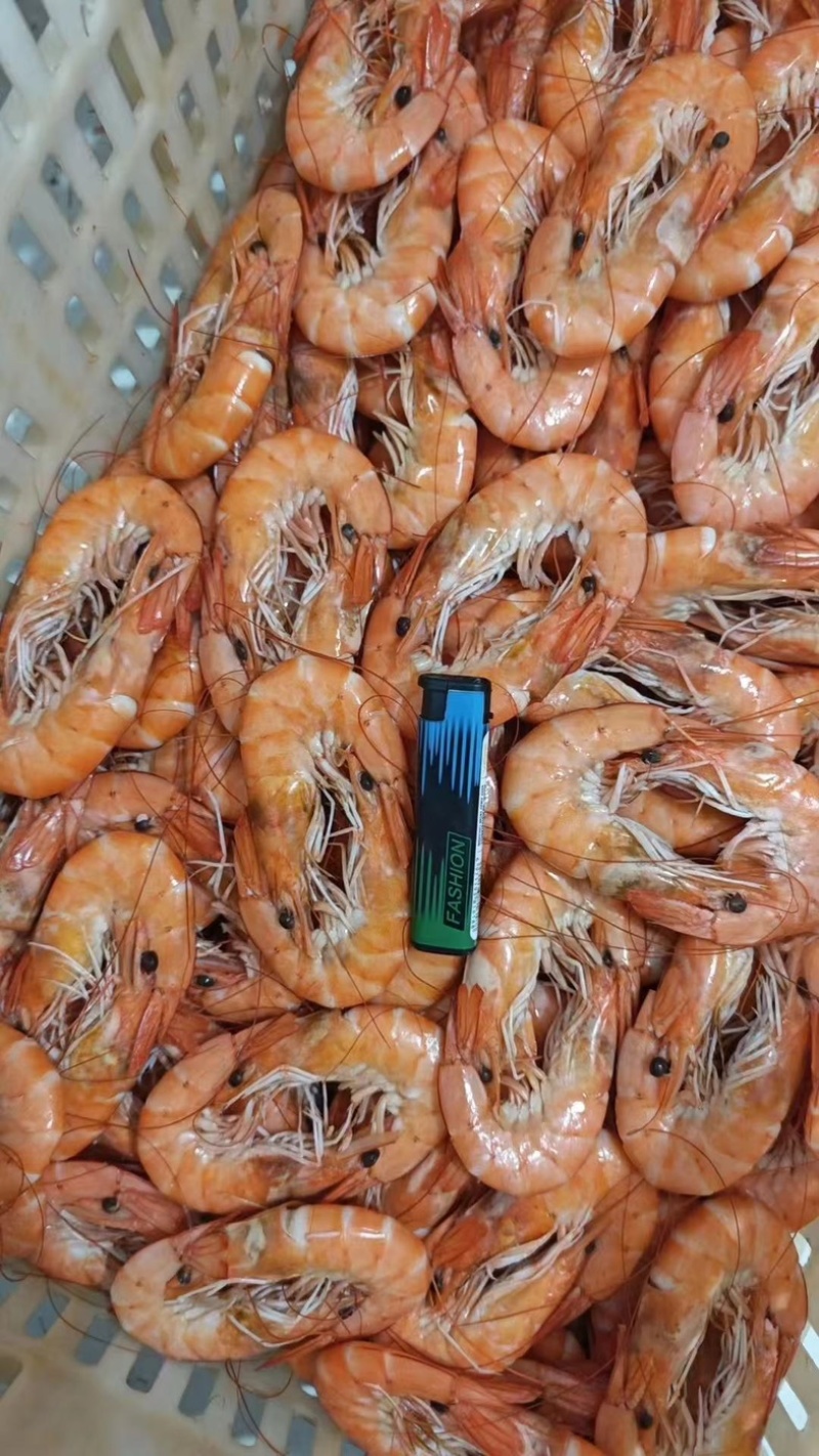 熟对虾、湿对、肉质饱满大对熟虾、一手货源