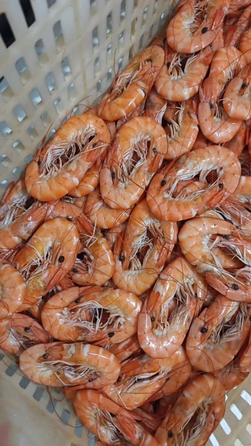 熟对虾、湿对、肉质饱满大对熟虾、一手货源