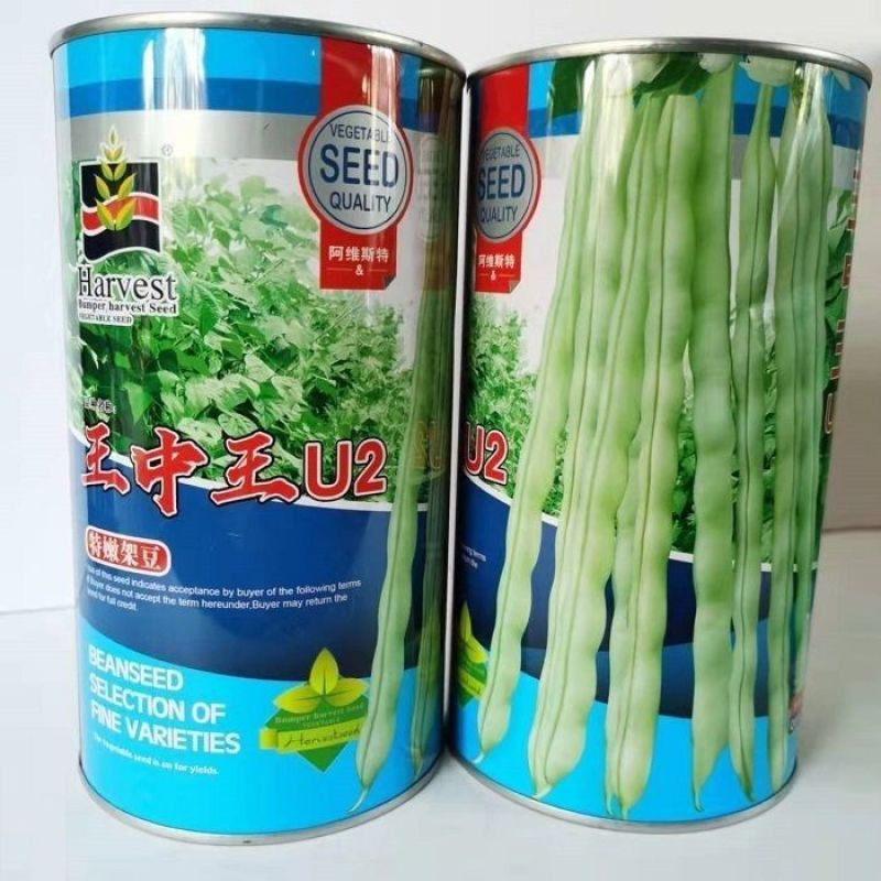 王中王U2架豆种子高产豆角种籽无筋架豆王四季豆芸豆蔬菜大