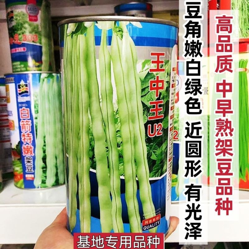 王中王U2架豆种子高产豆角种籽无筋架豆王四季豆芸豆蔬菜大