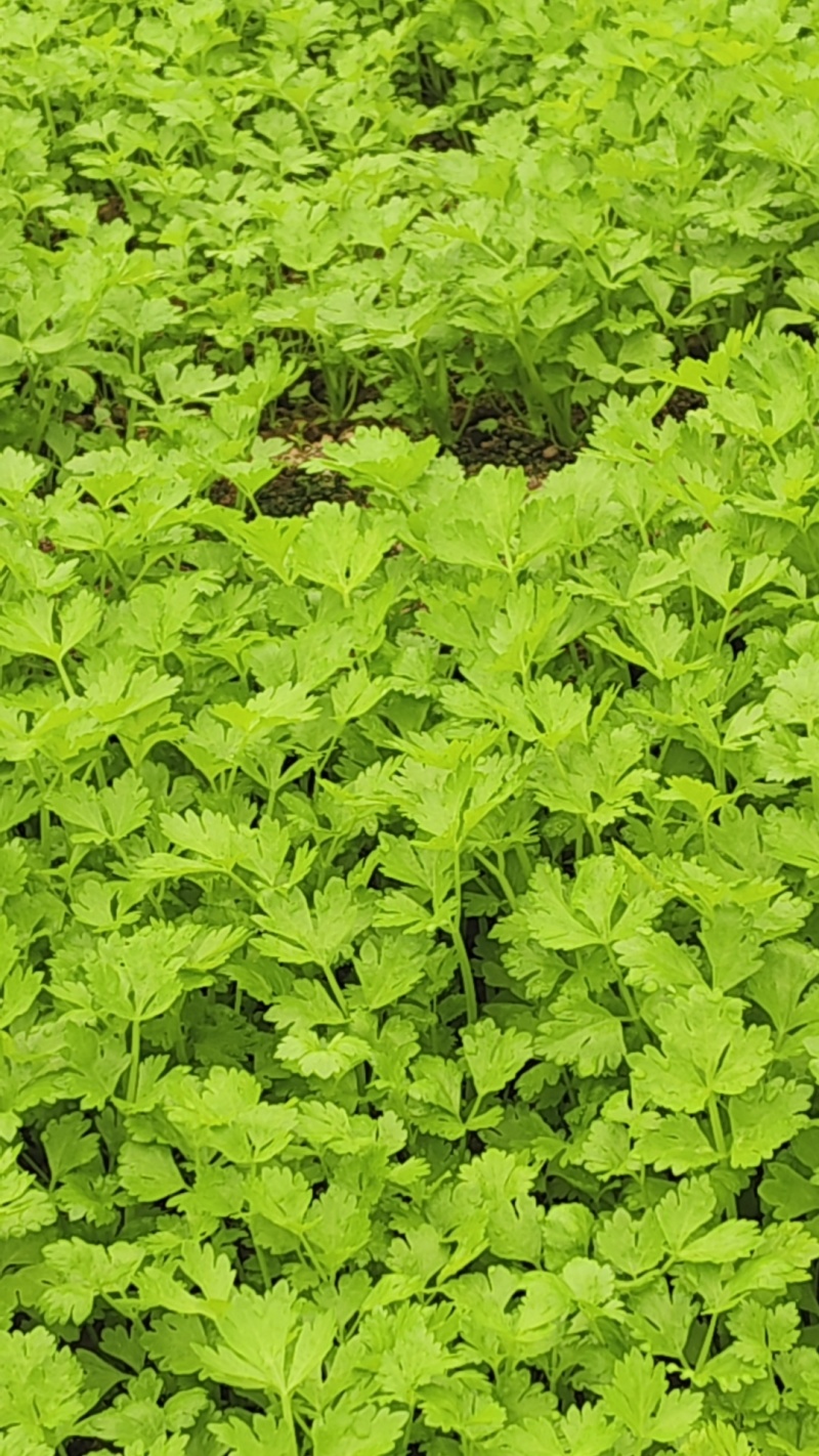 【精品芹菜苗】山东滨州基地直发质量保证一手货源全国发货