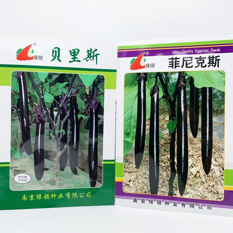 绿领菲尼克斯贝里斯黑紫长茄子种籽早熟长条顺直紫色长茄种
