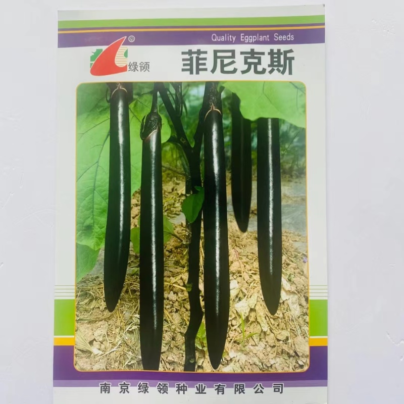 绿领菲尼克斯贝里斯黑紫长茄子种籽早熟长条顺直紫色长茄种